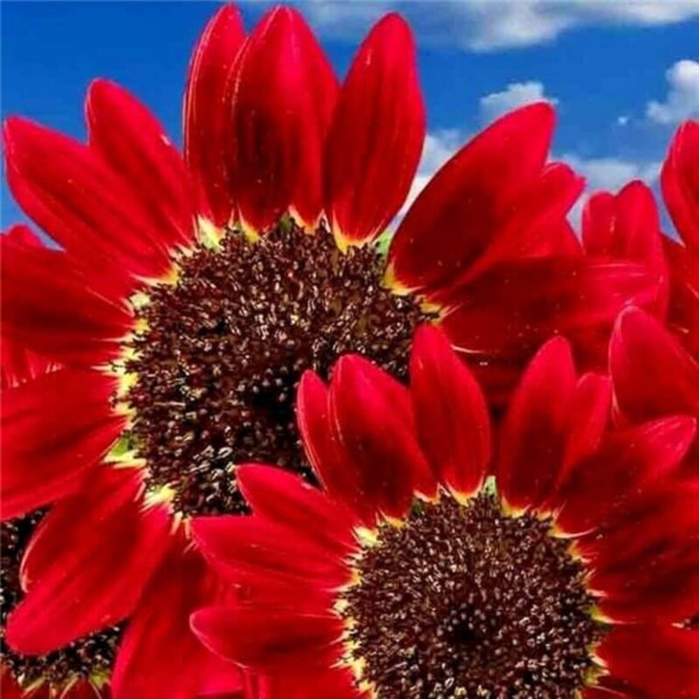 50+ RED SUN RARE SUNFLOWER SEEDS FLOWERS BEAUTIFUL TALL CUT NON-GMO HEIRLOOM